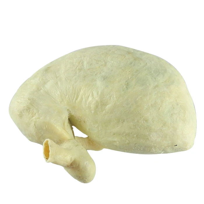 Stomach-of-Equine-Anatomy-Specimens-3