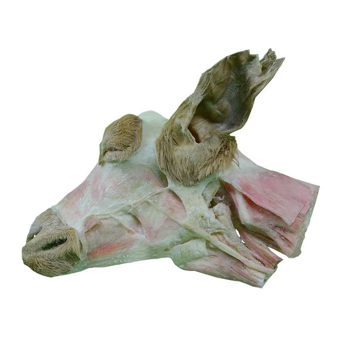 Goat Head And Neck Plastination Animal Sale