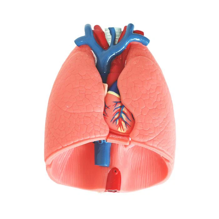 Légzőrendszer puha szilikon anatómiai modell