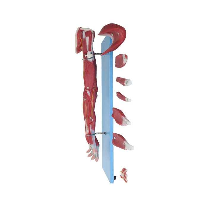 Anatomy Muscle Model