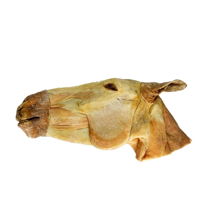Antomy Of Head Plastination