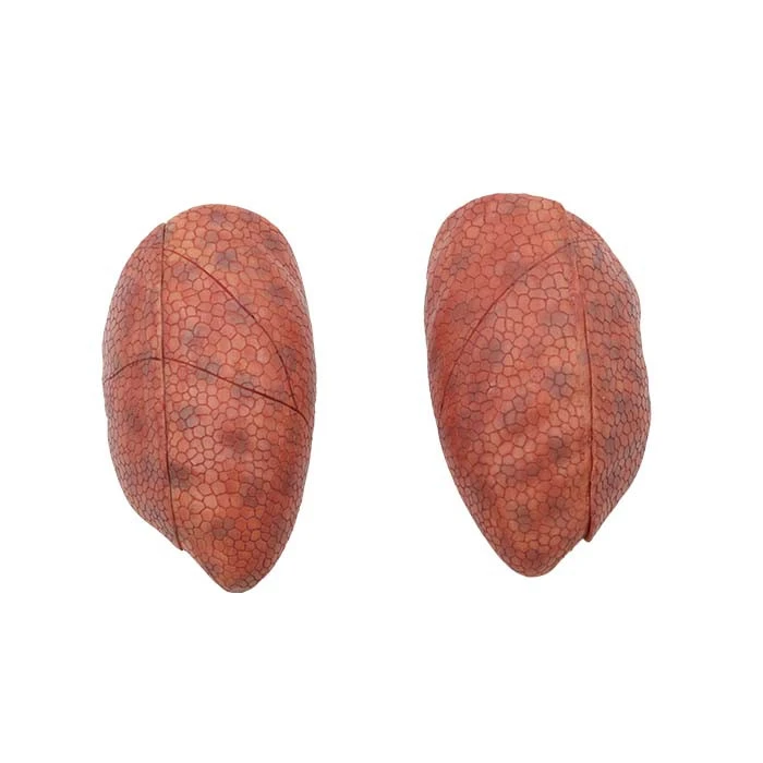soft human anatomy model organs