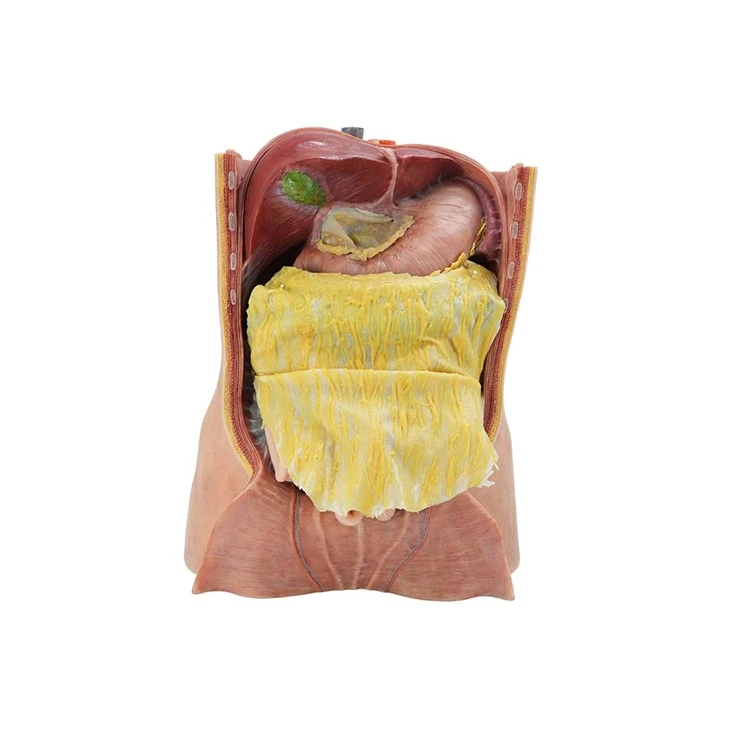 Medical Torso Model