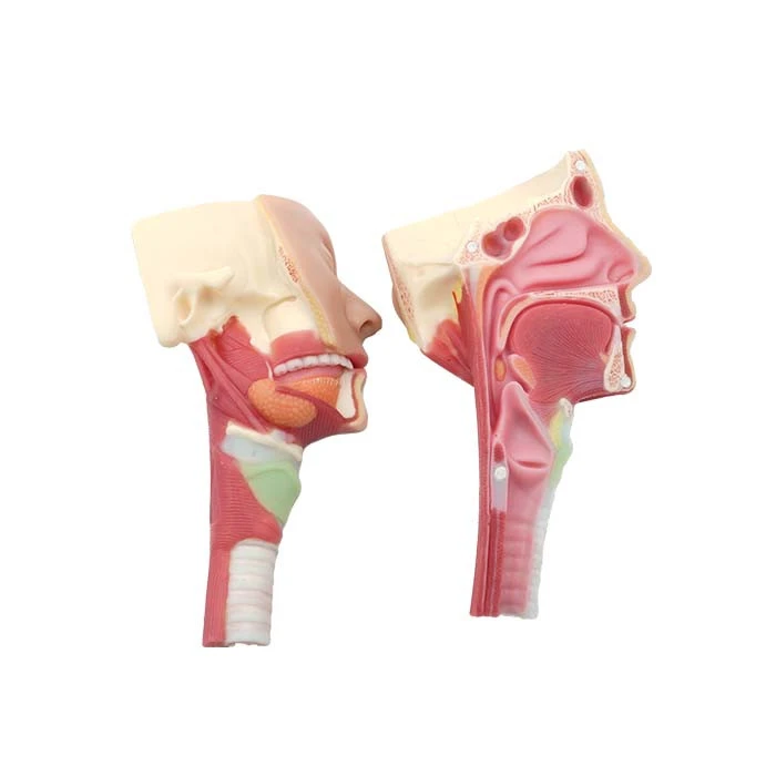 Soft Model Of Anatomy