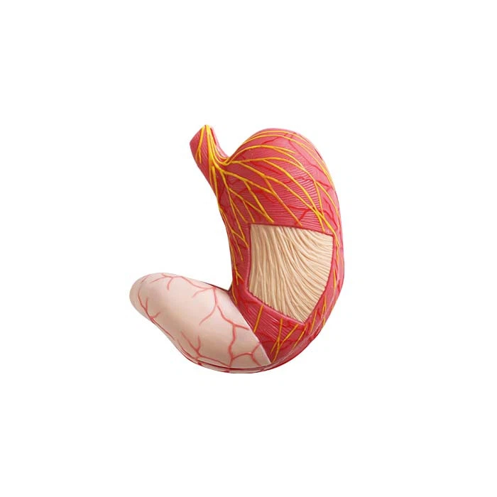 stomach model anatomy