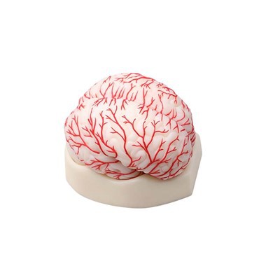 A patológiai modellek költséghatékonyabbak, mint a hagyományos módszerek?