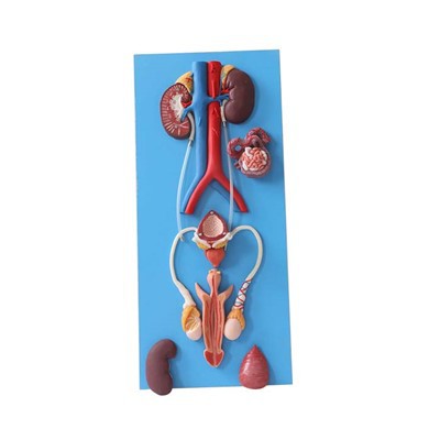 Férfi reproduktív anatómiai modell